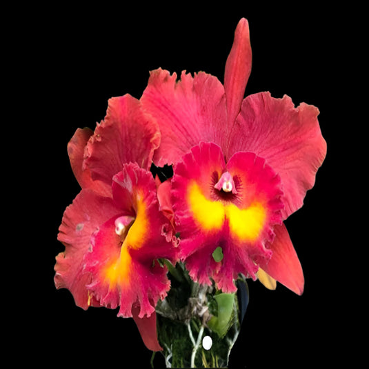Cattleya orchid Rlc.Suwanabhumi Magic soft pink and red flower with vibrant magenta lip and ruffled petals