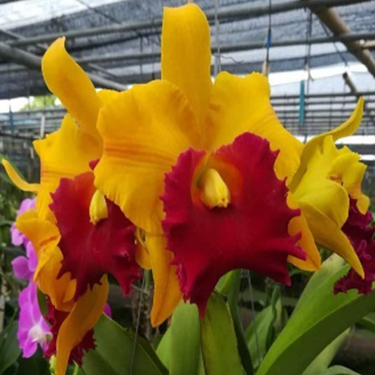 Cattleya Orchid Plant Rlc. Suwannee Delight New Mature - Ready To Flower
