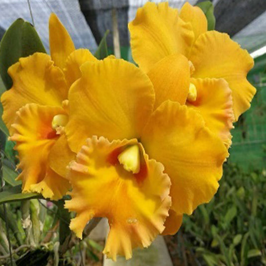 Cattleya orchid Rlc.Thongsupran Gold #2 bright golden yellow flower with ruffled petals