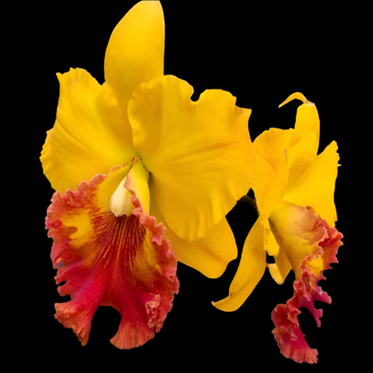 Cattleya orchid Rlc.Thongsupran Gold #3 bright golden yellow flower with ruffled petals