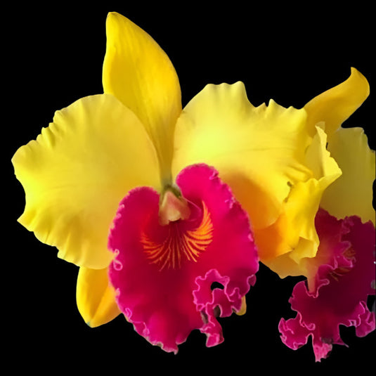 Cattleya orchid Rlc.Tzeng-Wen Sunset red and yellow flower with warm sunset tones and ruffled petals