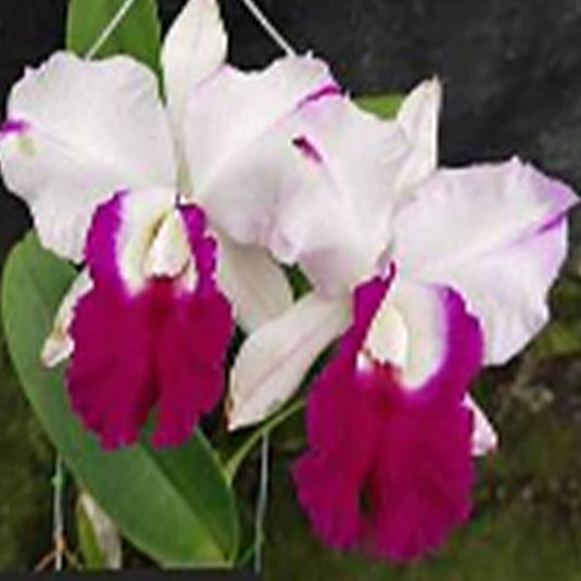 Cattleya Orchid Plant Rlc.White Dream Mature - Ready To Flower