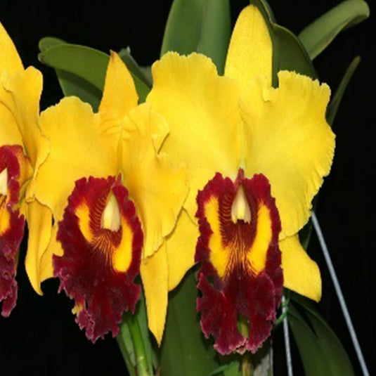 Cattleya orchid Rlc.Willite Wong yellow flower with bold magenta lip and ruffled petals