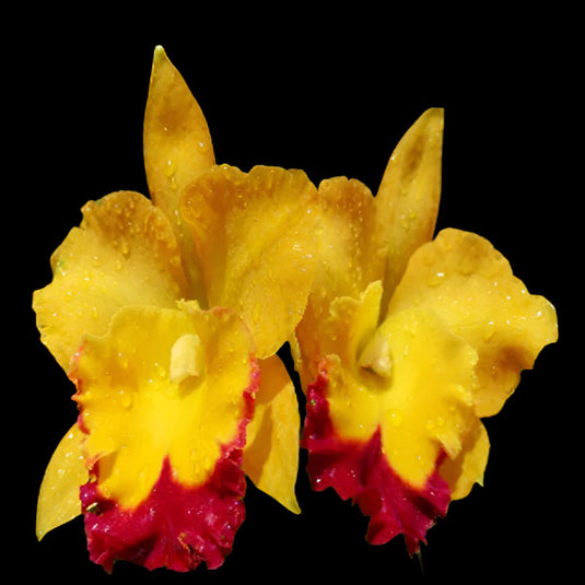 Cattleya orchid Rlc.Yen Golden Sensation 'Golden Pig' bright golden yellow flower with ruffled petals