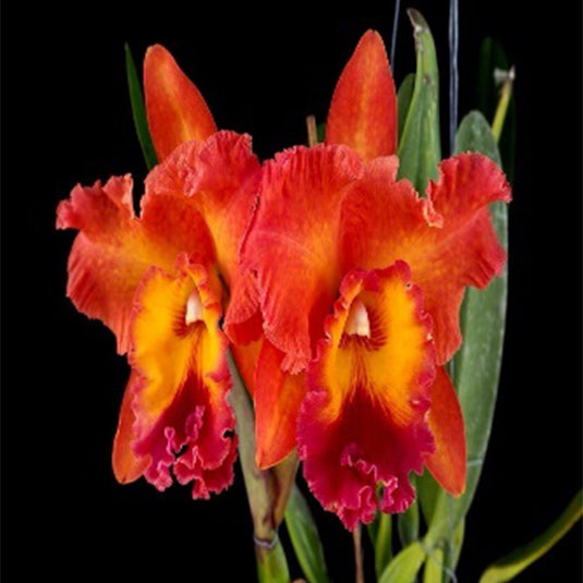 Cattleya Orchid Plant Rlc. Tungnoi Orange Mature - Ready To Flower
