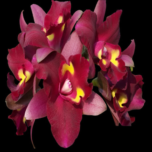 Cattleya Orchid Plant Rth. Chomyong Beauty Mature - Ready To Flower