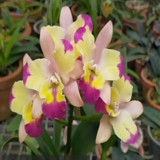 Cattleya orchid Rth.Chomyong Fairy #2 soft pink and yellow flower with delicate ruffled lip
