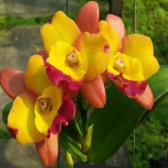Cattleya orchid Rth.Chomyong Fairy soft yellow and pink flower with delicate ruffled lip