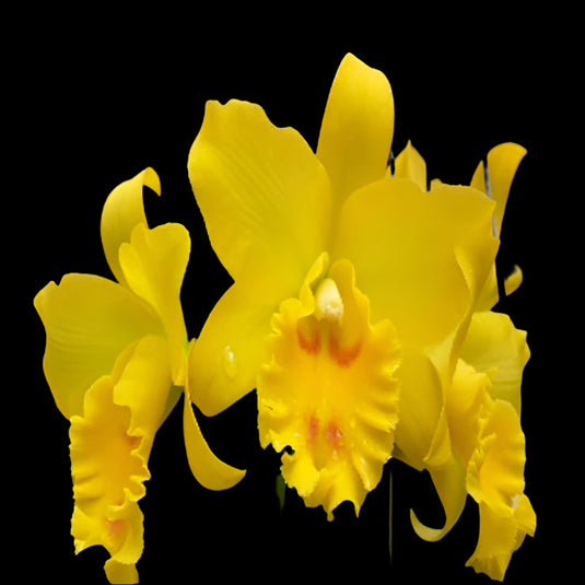 Cattleya orchid Rth.Jairak Delight yellow and white flower with bold magenta lip and ruffled petals