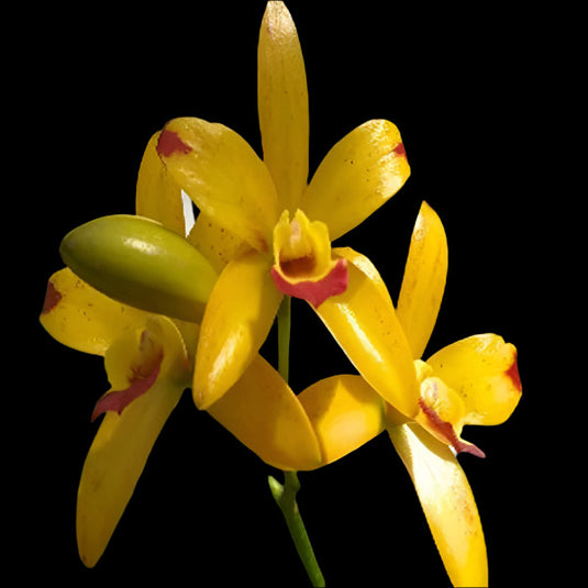 Cattleya Orchid Plant Rth. Netrasiri Starbright 'Yellow with Red Splashes' Big Clump Mature - Ready To Flower