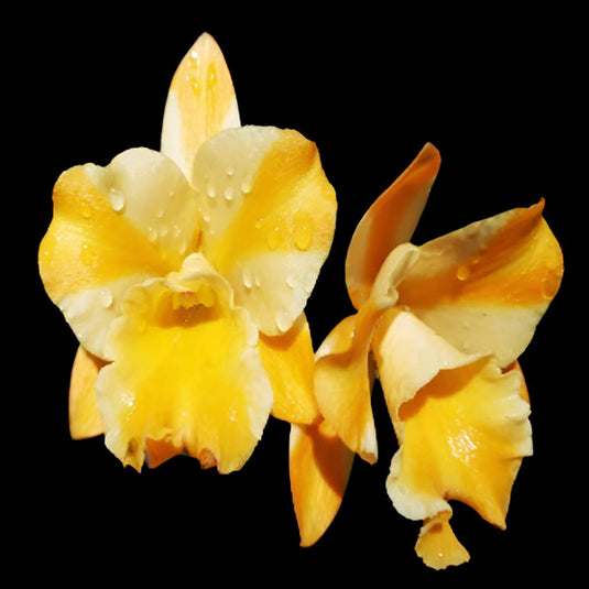 Cattleya orchid Rth.River Kwai Bridge yellow flower with red splashes and ruffled petals