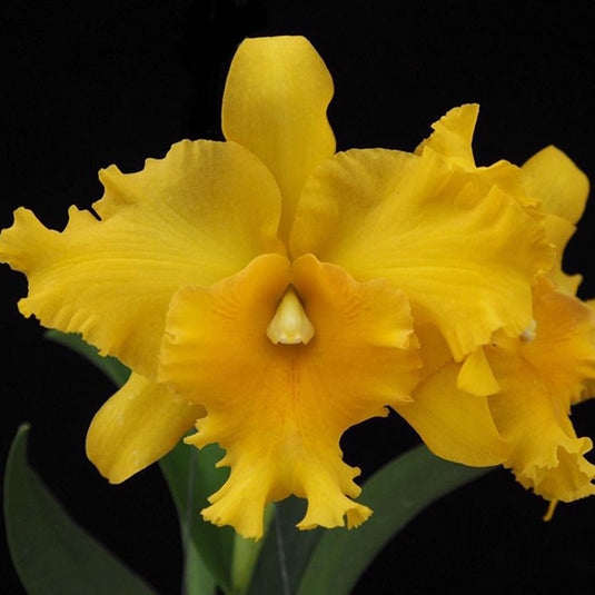 Cattleya orchid Chaopraya Gold rich golden yellow flower with ruffled petals