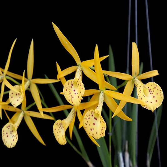 Cattleya Orchid Plant Bc. Yellow Bird Seedling