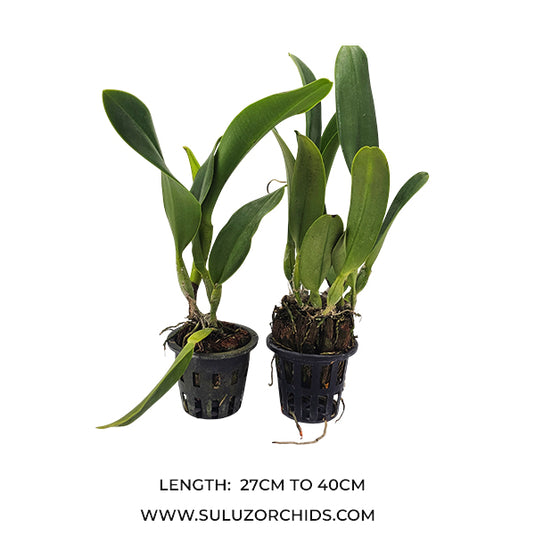 Cattleya Orchid Plant C. Macky's Flare  Mature - Ready To Flower