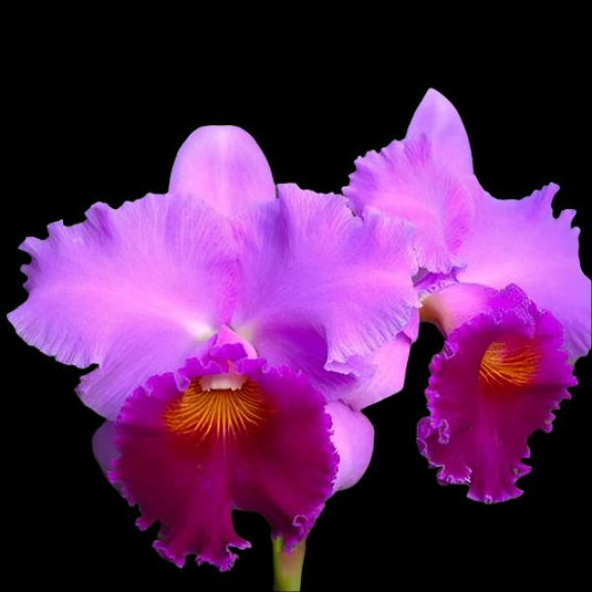 Cattleya Orchid Plant Bonanza Queen Panamint Seedling