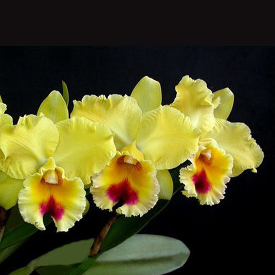 Cattleya Orchid Plant Blc.Goldenzelle Lemon Chiffon Seedling