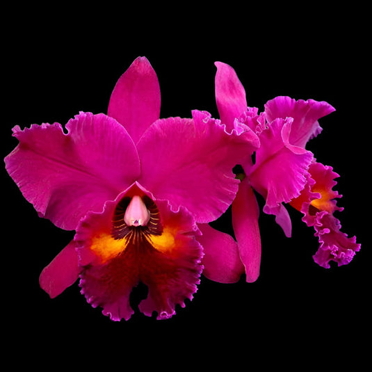 Cattleya Orchid Plant Blc. Purple Ruby x Lc. Piratte King Red Sun Seedling