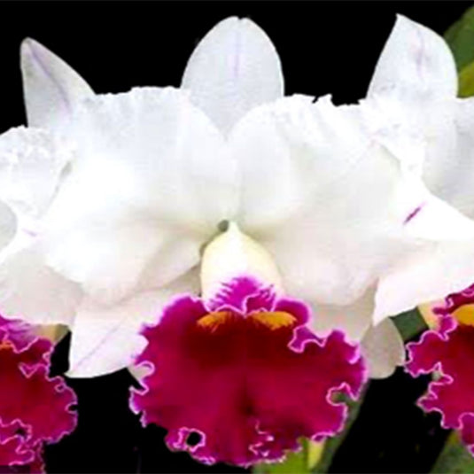 Cattleya Orchid Plant Chyong Guu Swan Mature - Ready To Flower