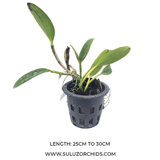 Cattleya Jungle Eyes Fragrant Rare Exotic Orchid