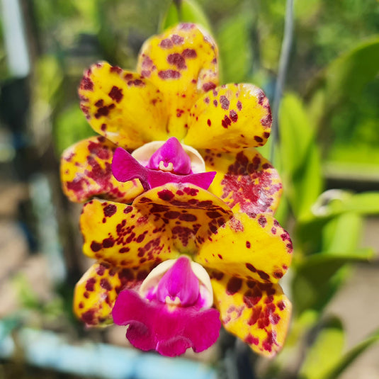 Cattleya Jungle Eyes Fragrant Rare Exotic Orchid