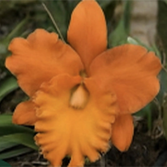 Cattleya Orchid Plant Jupiter Seedling