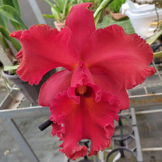 Cattleya Orchid Plant Rlc. Nakornchaisri Red Seedling