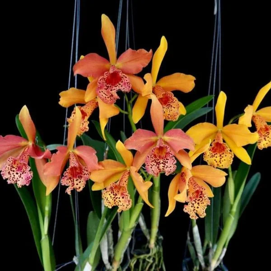 Cattleya Orchid Plant Rby. Copper Queen Seedling