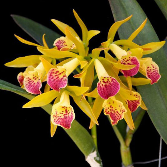 Cattleya Orchid Plant Bc. Yellow Birds - Loog Tone Seedling