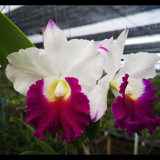 Cattleya Orchid Plant C. Orglade's Grand Seedling