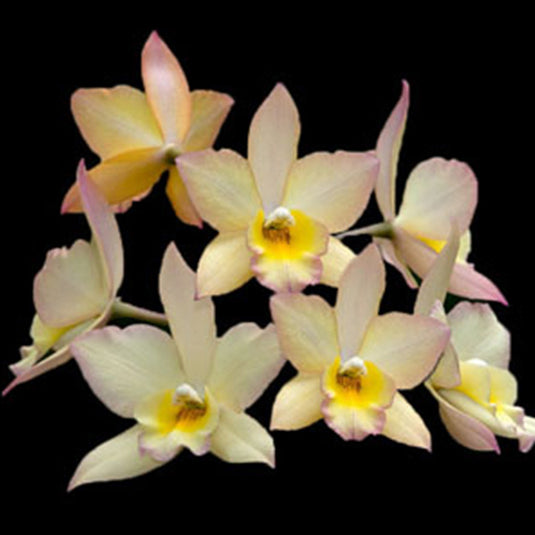 A Cattleya orchid plant named Iwan Apple Blossom Sun Dance, featuring delicate pink and white blooms with a yellow center.