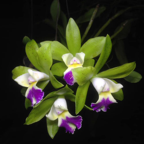 A Cattleya orchid plant named Landwoods, featuring large, vibrant blooms with shades of purple and white, with lush green foliage