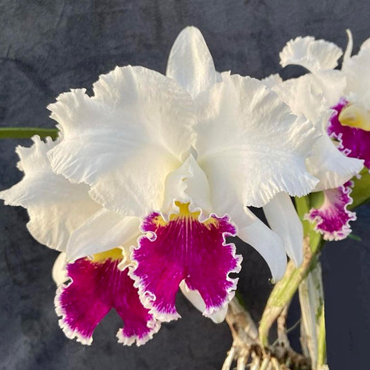 A Cattleya orchid plant named Lc Mildred Rives from Orchidlibrary, displaying large, elegant white blooms with a hint of purple at the edges.