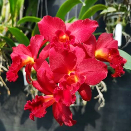 A Cattleya orchid plant named Mini Doris Red Dragon, showcasing striking red blooms with intricate patterns, set in a small, with green leaves.