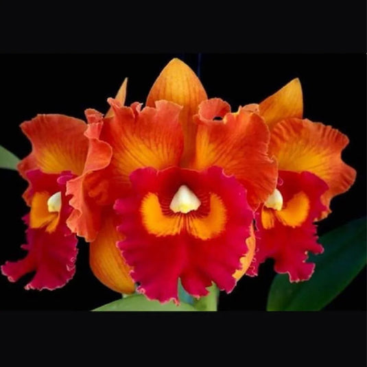 Cattleya Orchid Plant Nakornchaisri Delight #2 Mature - Ready To Flower