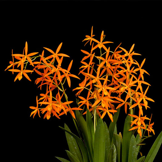 Cattleya Orchid Plant Pcv. Golden Peacock Seedling