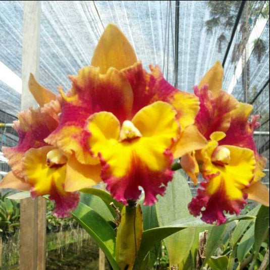 Cattleya Orchid Plant Blc. Rungnapha Fancy Seedling