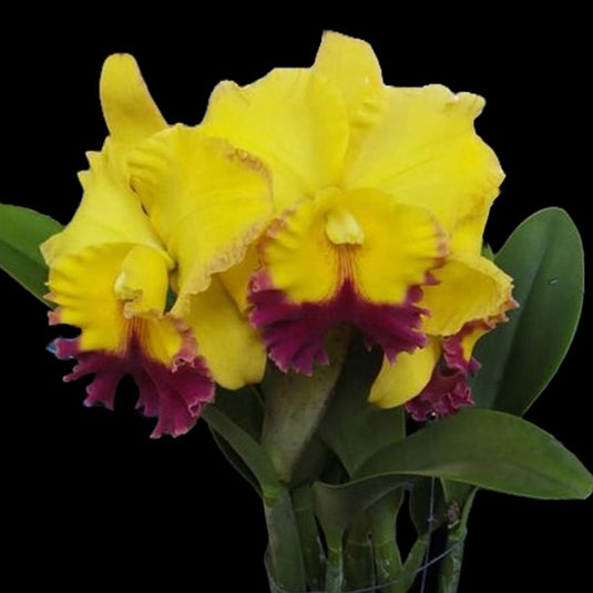 Cattleya Orchid Plant Rlc Atardecer Palmoreno Thongsuk Delight No 1 Mature - Ready To Flower