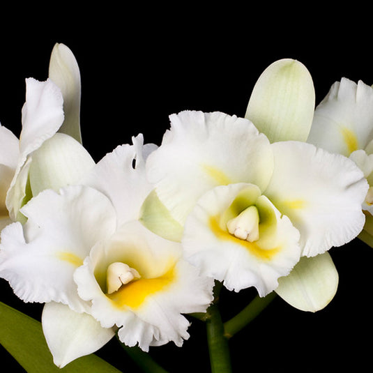 Cattleya Orchid Plant Rlc. Island Charm White With Yellow Splash Seedling