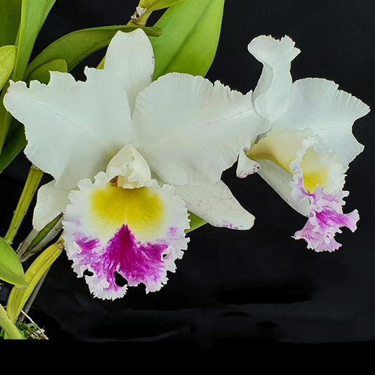 Cattleya Orchid Plant Rlc. Lou's Hope Seedling