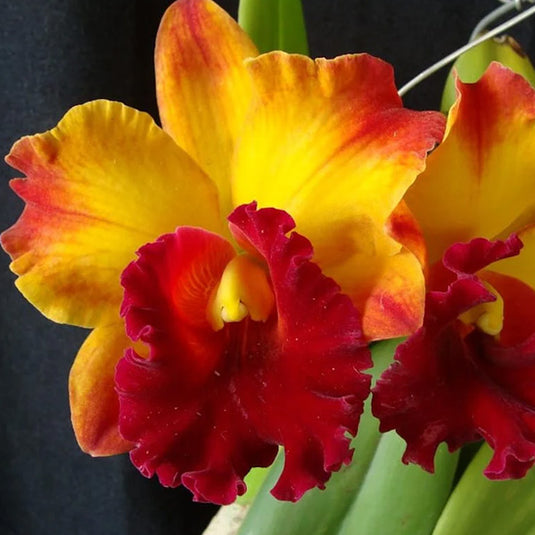 Cattleya Orchid Plant Rlc. Liu's Joyance Seedling