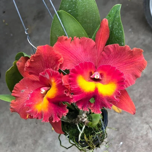 Cattleya Orchid Plant Rlc. Suvarnabhumi Magic Seedling