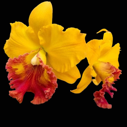 Cattleya orchid Rlc.Thongsupran Gold #5 bright golden yellow flower with ruffled petals