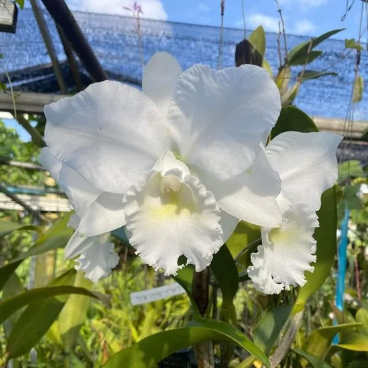 A snow-white cattleya orchid plant seedling with delicate, pristine white petals and a hint of yellow at the center, set against a background of green leaves