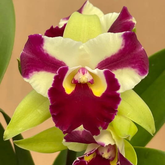 Cattleya Orchid Plant Rlc. Penny Helen Seedling