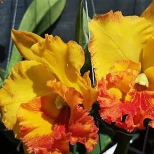 Cattleya Orchid Plant Rlc. Thongsupran Gold # 4 Mature - Ready To Flower