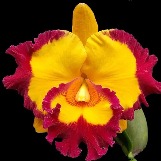 Cattleya Orchid Plant Rlc. Village Chief Rose Seedling