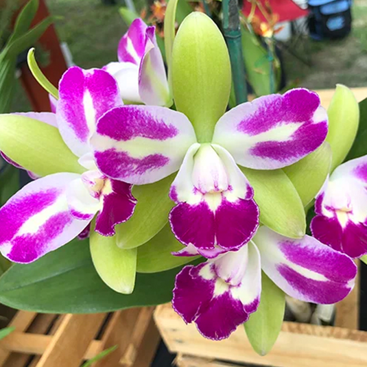 Cattleya Orchid Plant Rlc. Yen Corona Green Genies Seedling