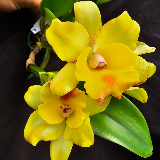 Cattleya Orchid Plant Rth. Nell Hammer No 4 Seedling