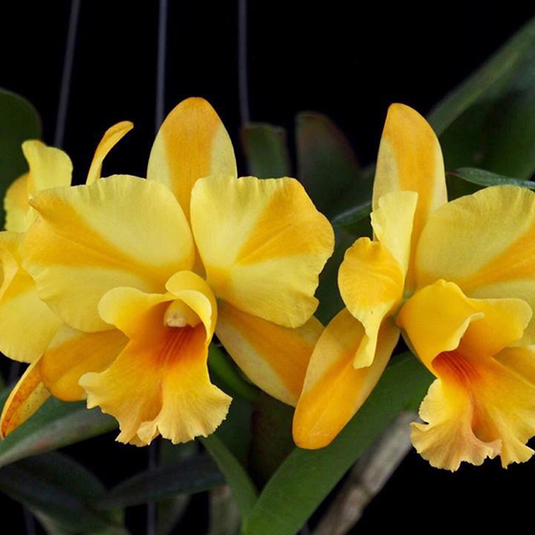 Cattleya Orchid Plant Rth. Nell Hammer Yellow With White Splash Seedling