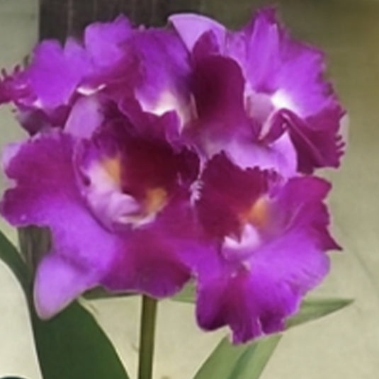 Cattleya Orchid Plant Pink Pleat Seedling